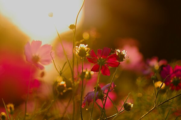 Fleurs roses et rouges au coucher du soleil