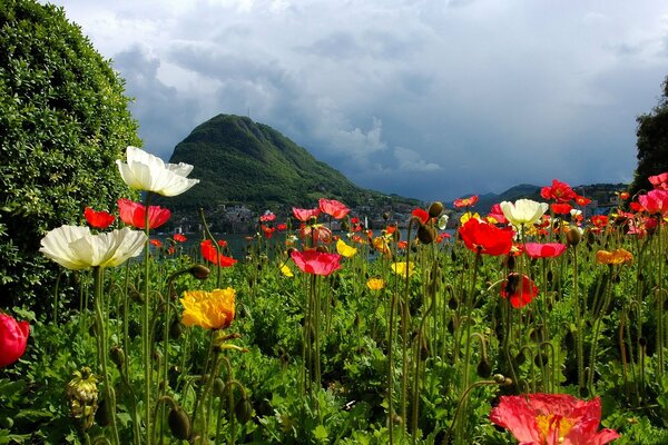 A lawn of red and white flowers among the greenery