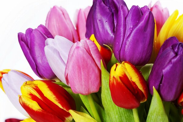 Bouquet of pink and red tulips