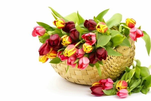 A basket full of tulips with closed buds