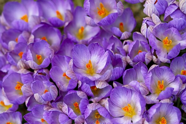 Fleurs lilas printanières pressées avec des bourgeons les uns contre les autres