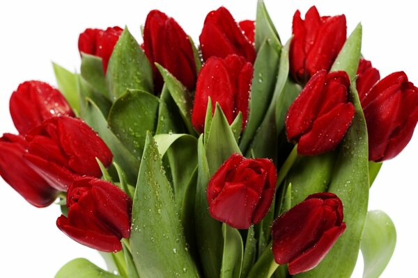 Bouquet of bright red tulips on a white background