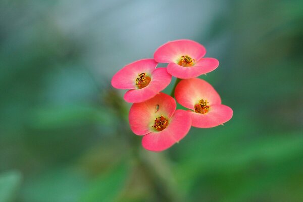 Pequeñas flores. macro. inflorescencia roja