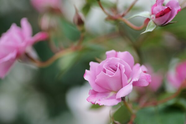 Flores florecientes, rosas Rosadas