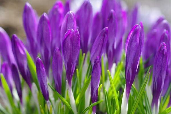 Spring purple crocuses with green leaves