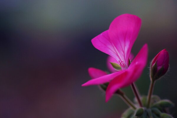 Schöne Himbeerblume Geranie