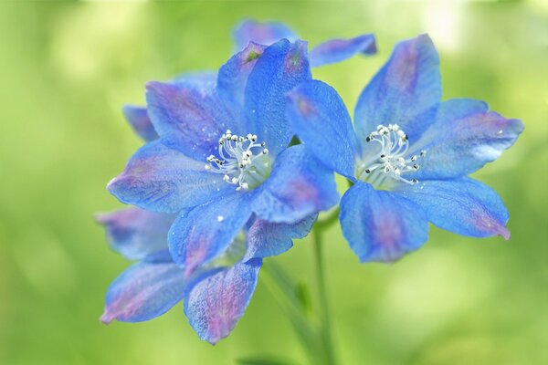 Fleurs roses et bleues originales sur fond vert