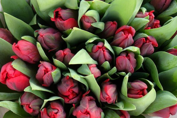 Schöner Blumenstrauß aus geschlossenen Knospen