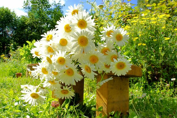 Ein Blumenstrauß aus Gänseblümchen, der auf einer Bank im Garten liegt