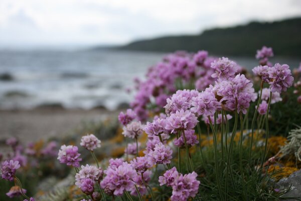 Flores Lilas en el fondo de un mar infinito