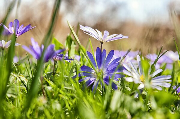 Daisies in the field, the image of flowers