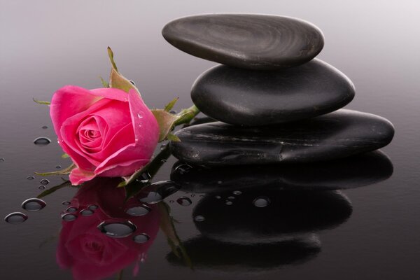 Pebbles and a rose lie on a wet surface