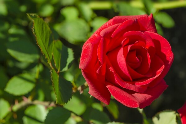 Rose luxuriante rouge dans l après-midi