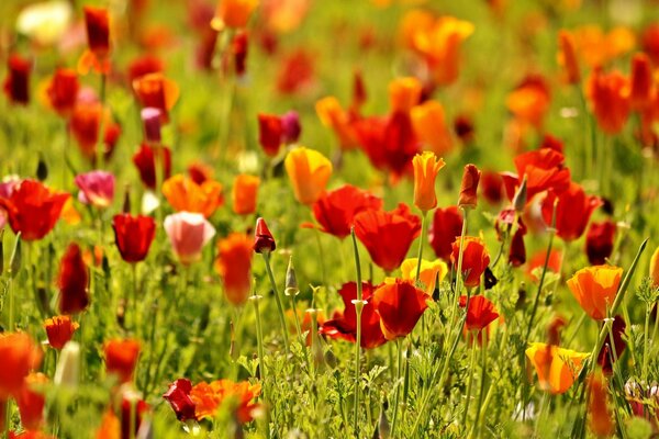 Feld von roten und orangefarbenen Mohnblumen