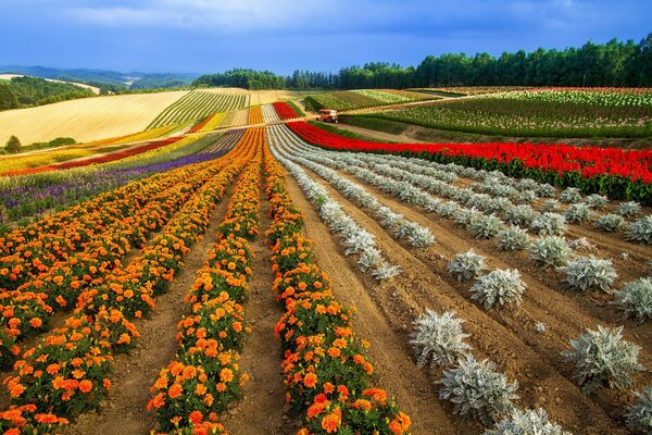 The colors of flower hills stretching into the distance