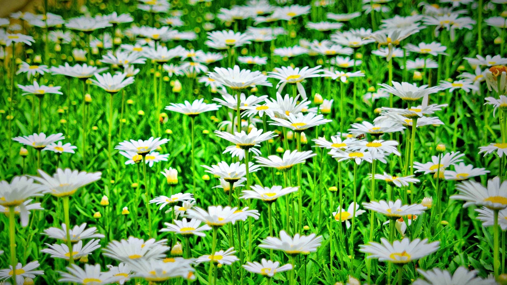 fleurs fleurs marguerites camomille fleur verdure nature fond papier peint écran large plein écran écran large écran large