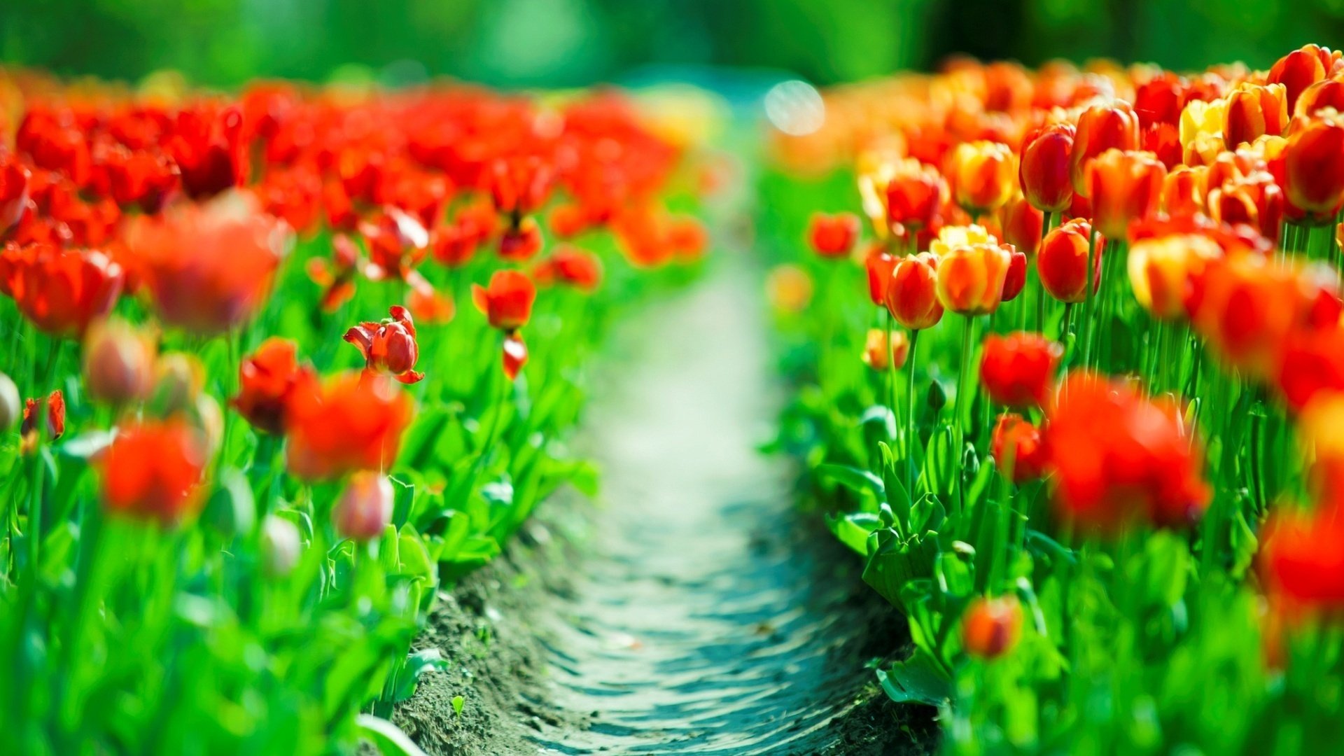 plantation plantations tulips red red trail spring hd