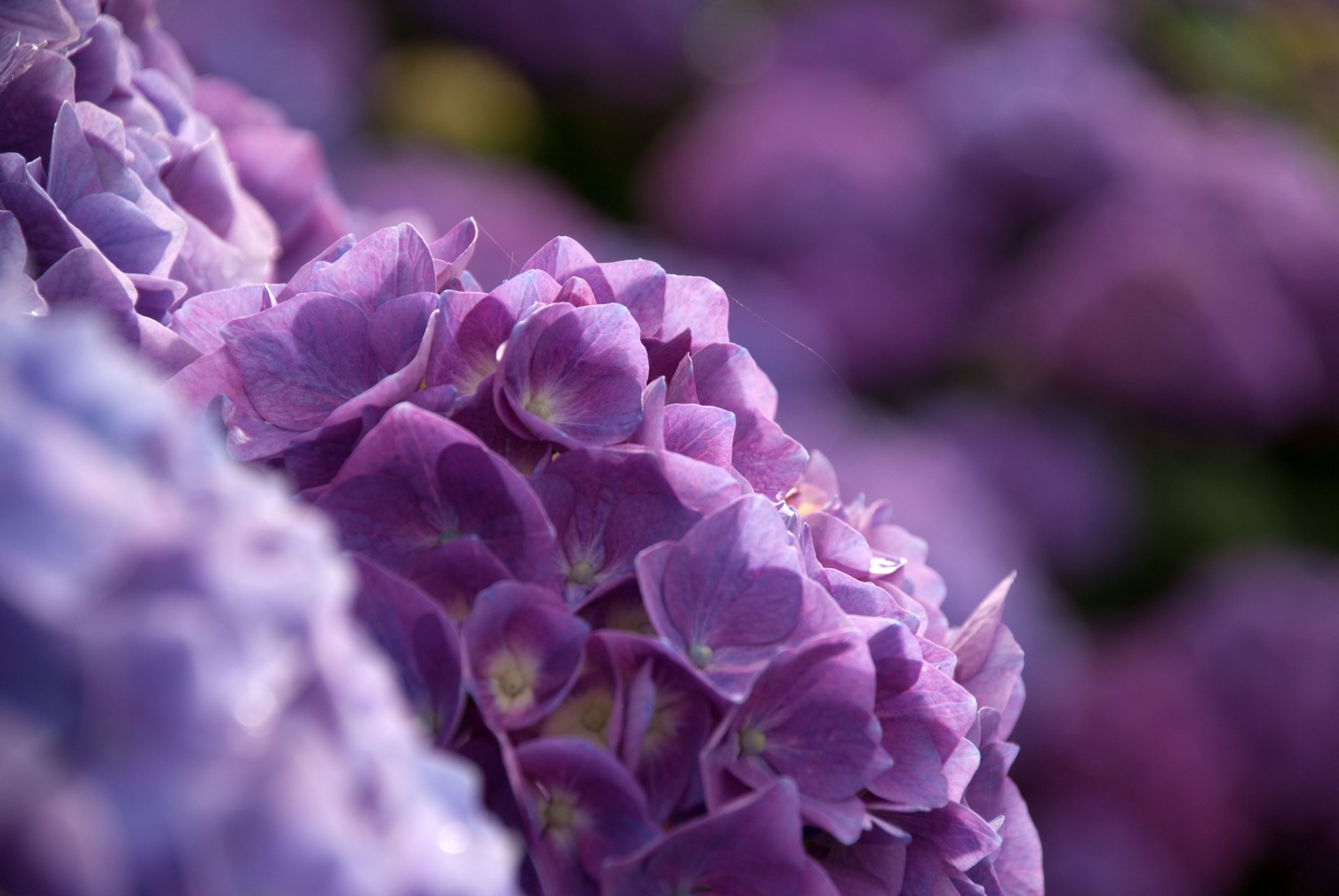 hydrangea bush blur bokeh