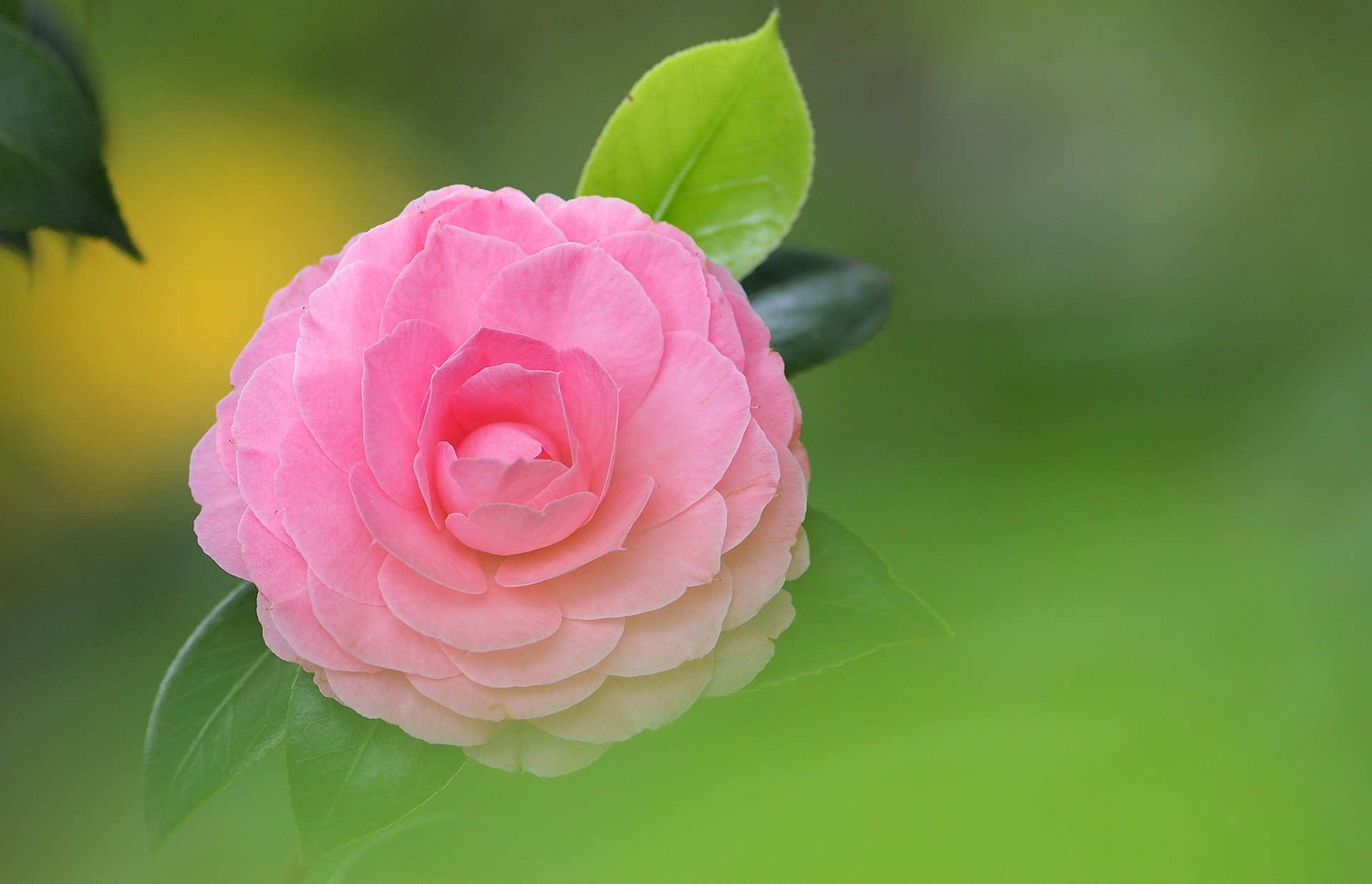 flor rosa camelia hojas fondo