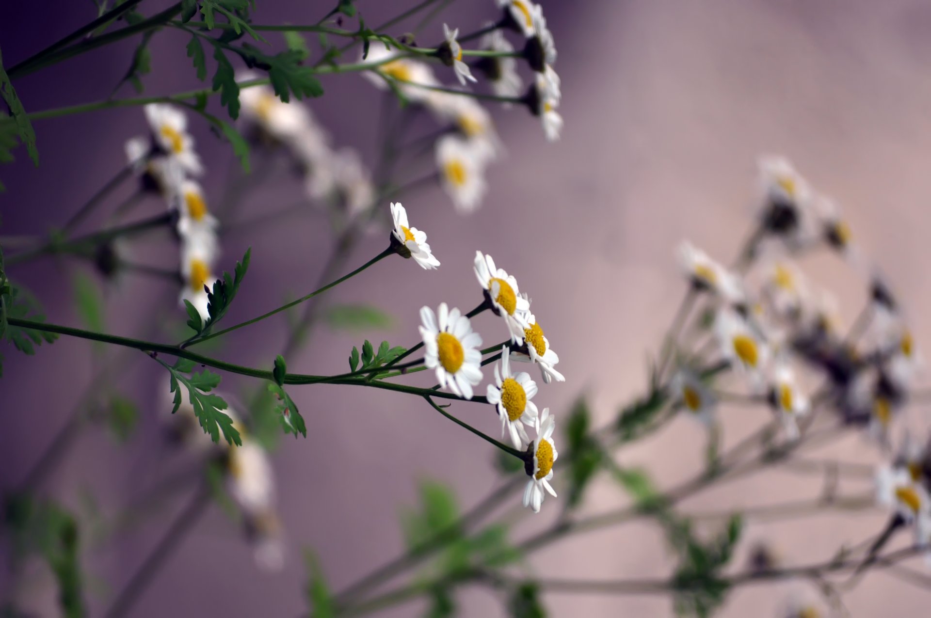 chamomile the stem petals small white