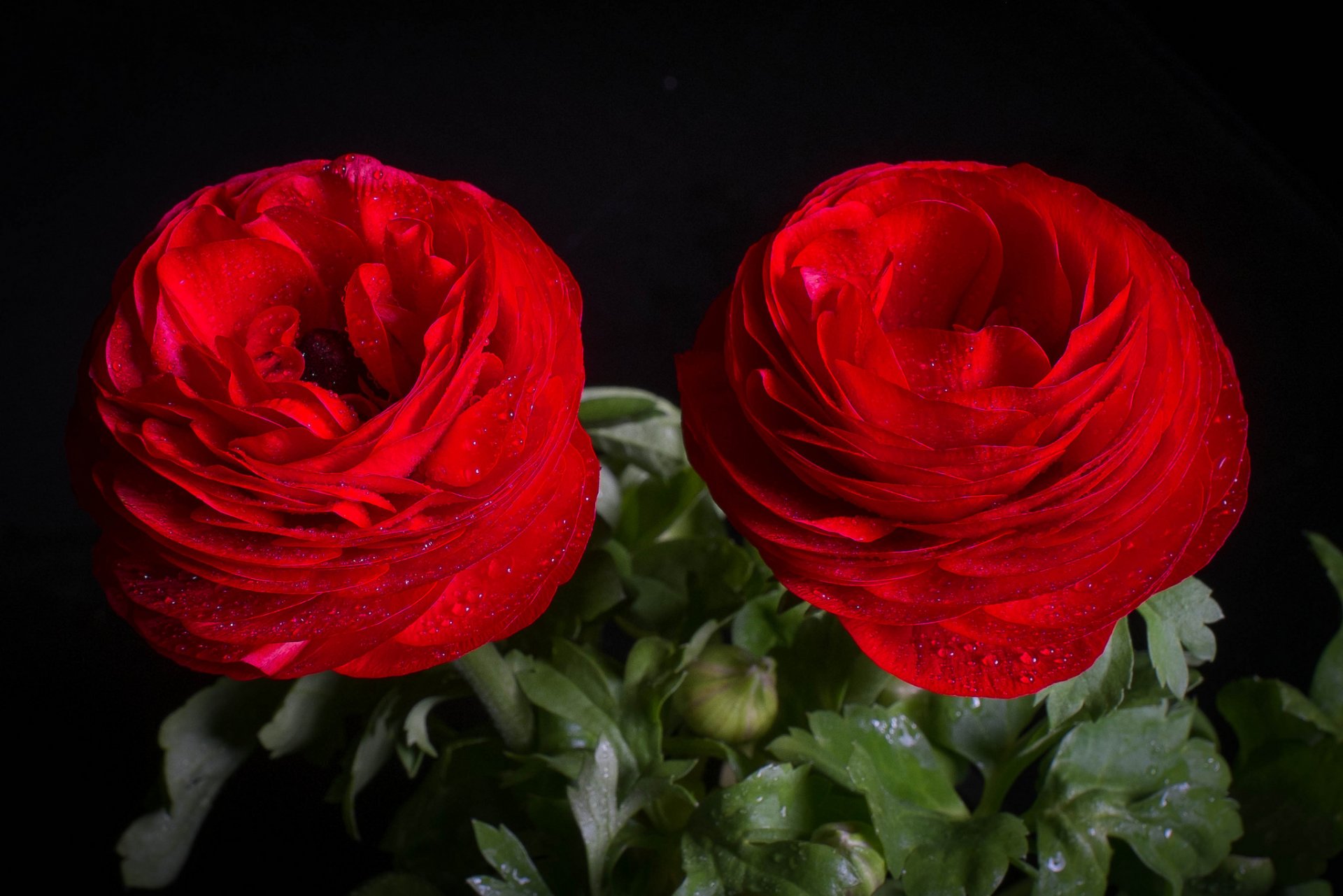 ranunculus jaskier azjatycki makro krople duet