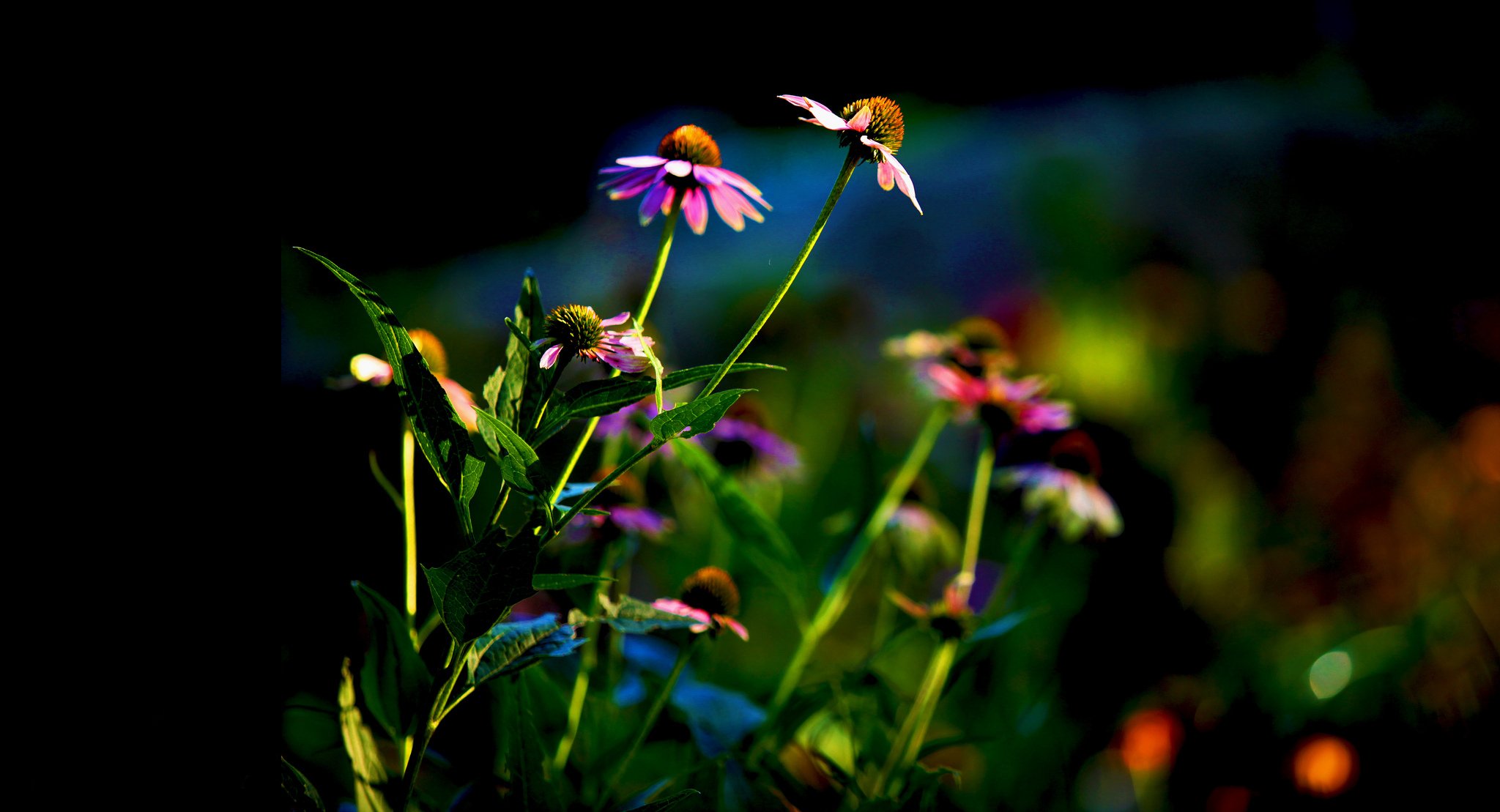 blumenbeet blumen echinacea blätter hintergrund