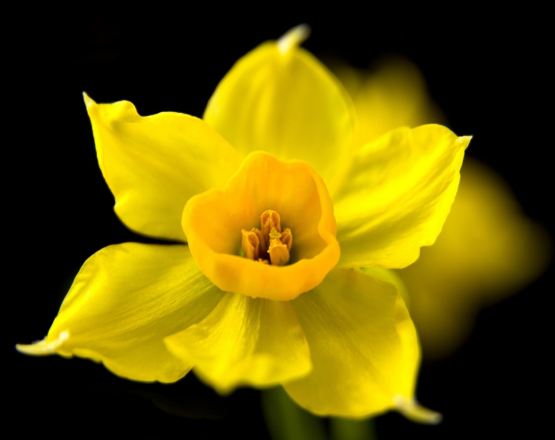 flower narcissus yellow dark background spring close up