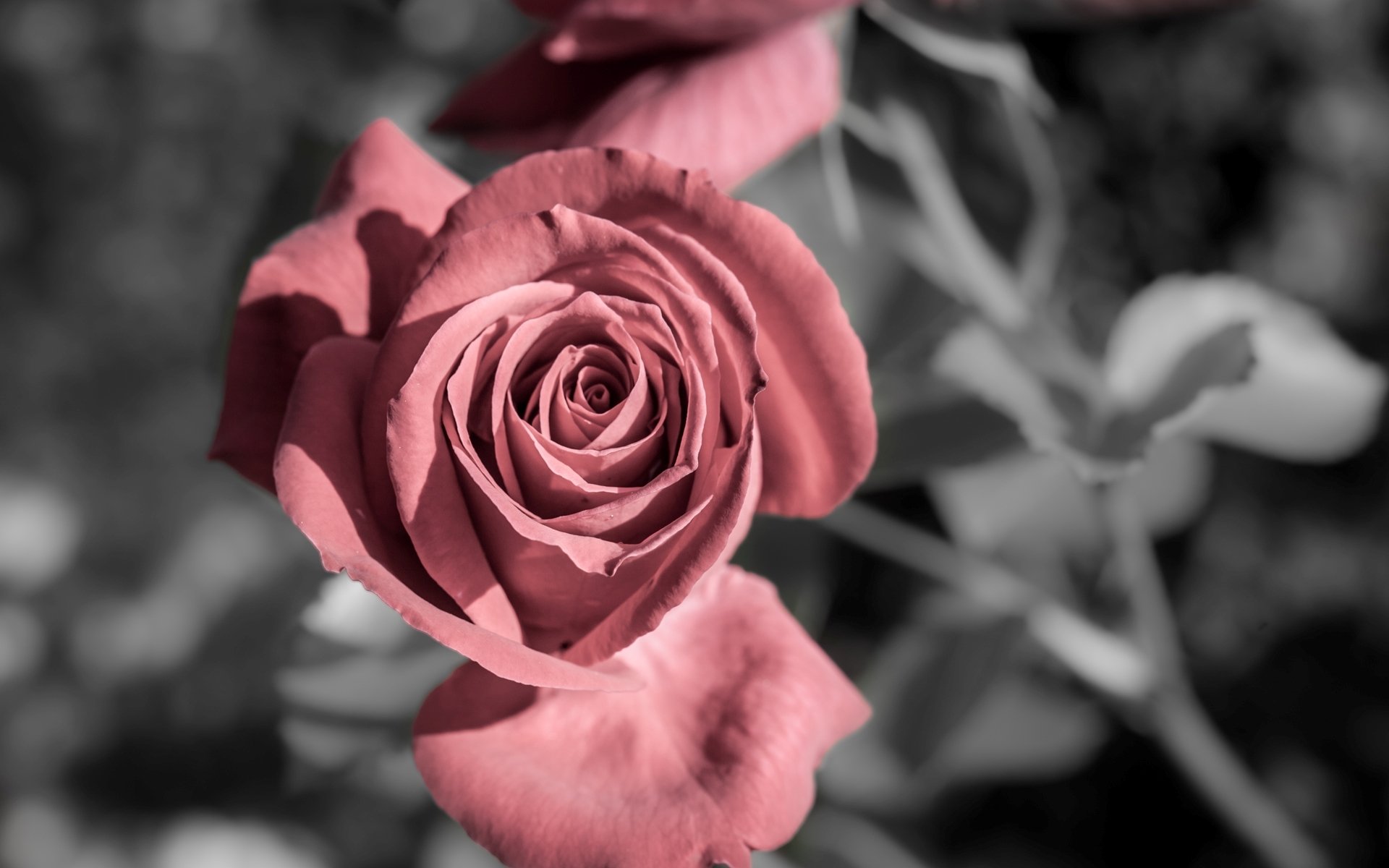 flowers flower flower pink rose rose rose background wallpaper widescreen fullscreen widescreen widescreen grown