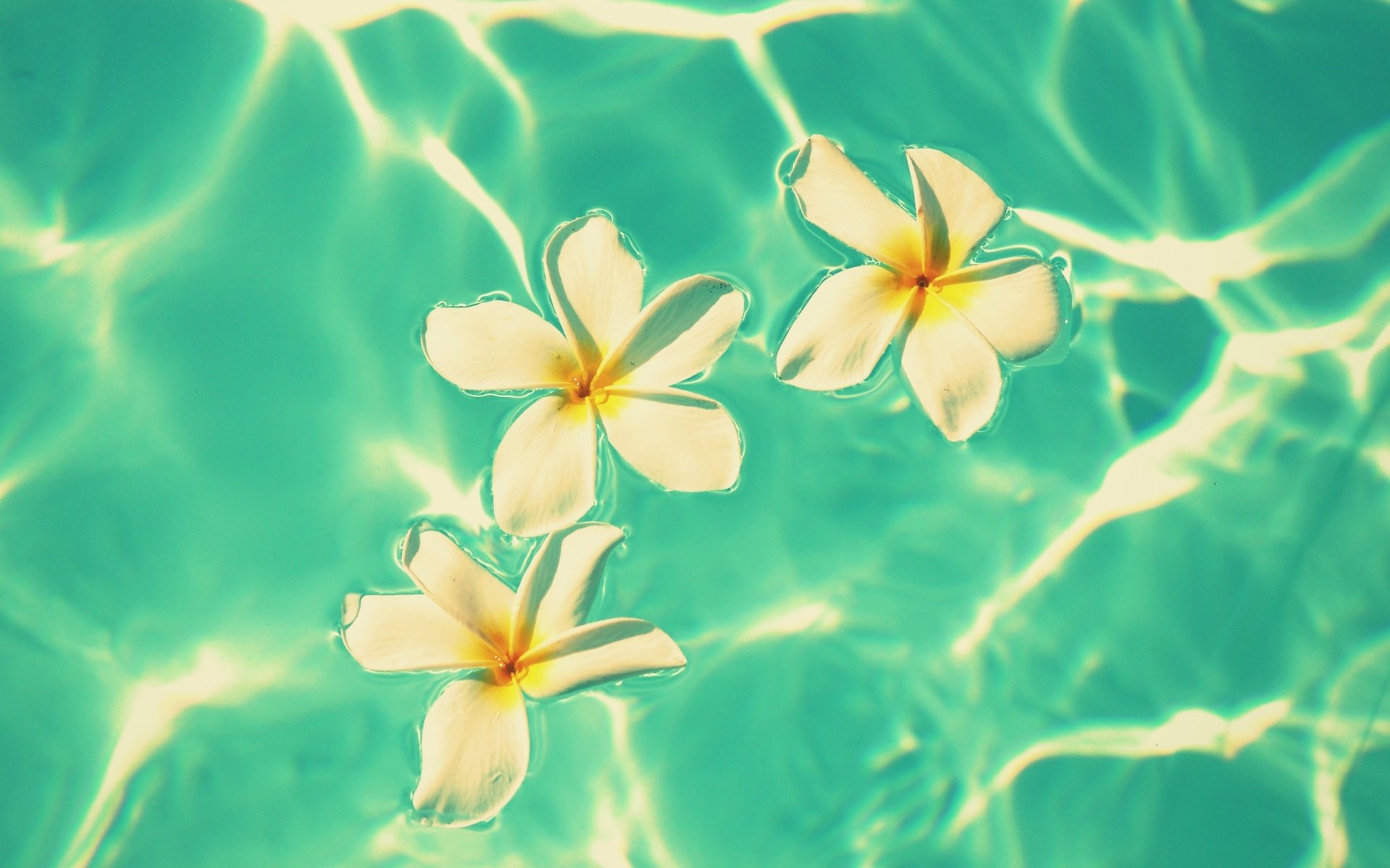 flowers flowers flowers flower frangipani plumeria white water waves blue background wallpaper widescreen fullscreen widescreen