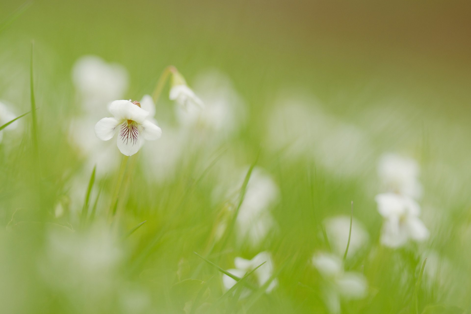 field grass flowers white flower blur