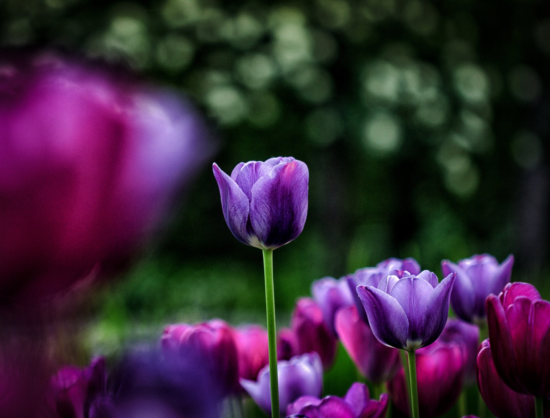 aiuola fiori tulipani rosa viola luci sfondo sfocatura