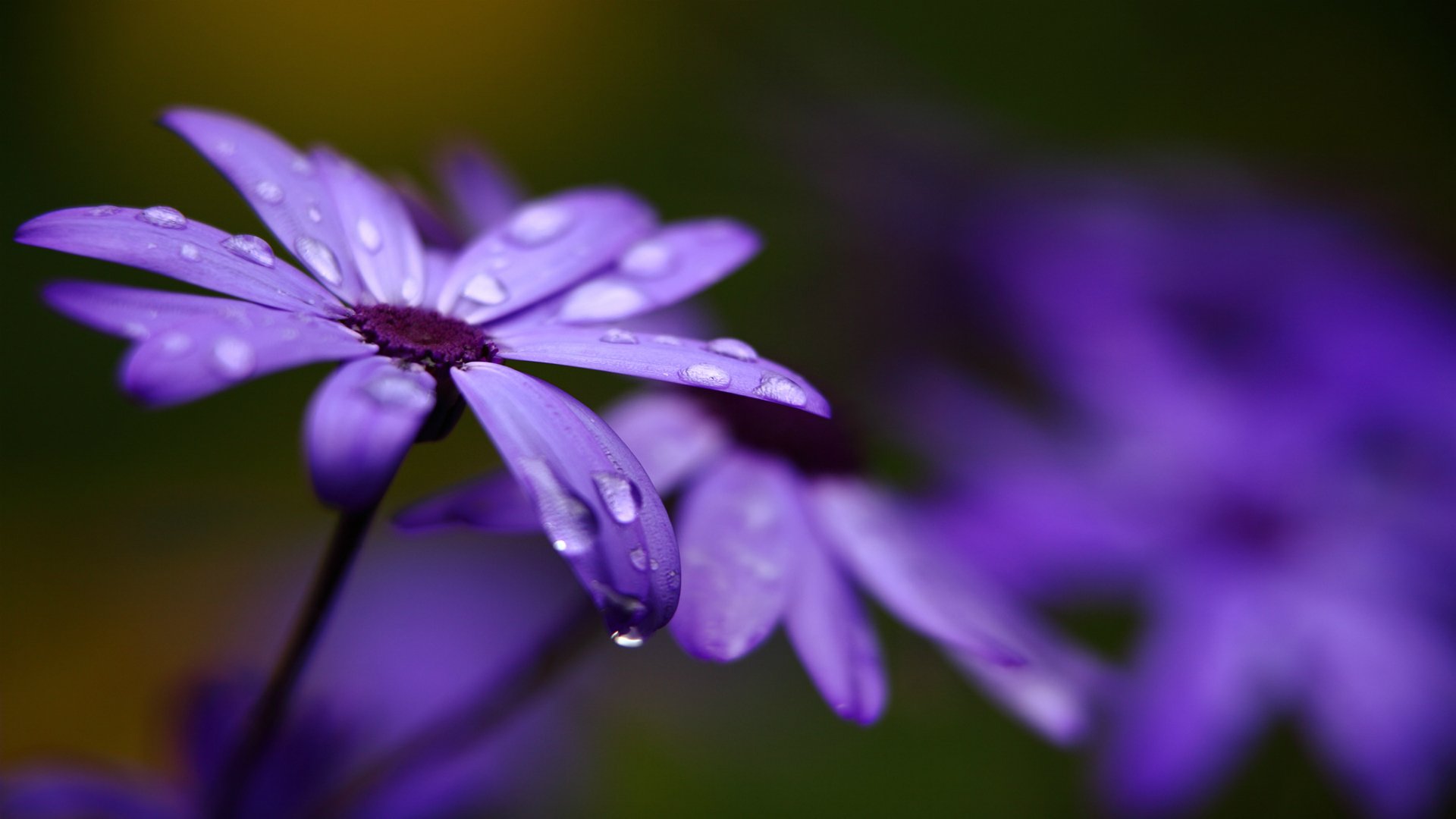 cineraria flower purple petals droplets close up blur