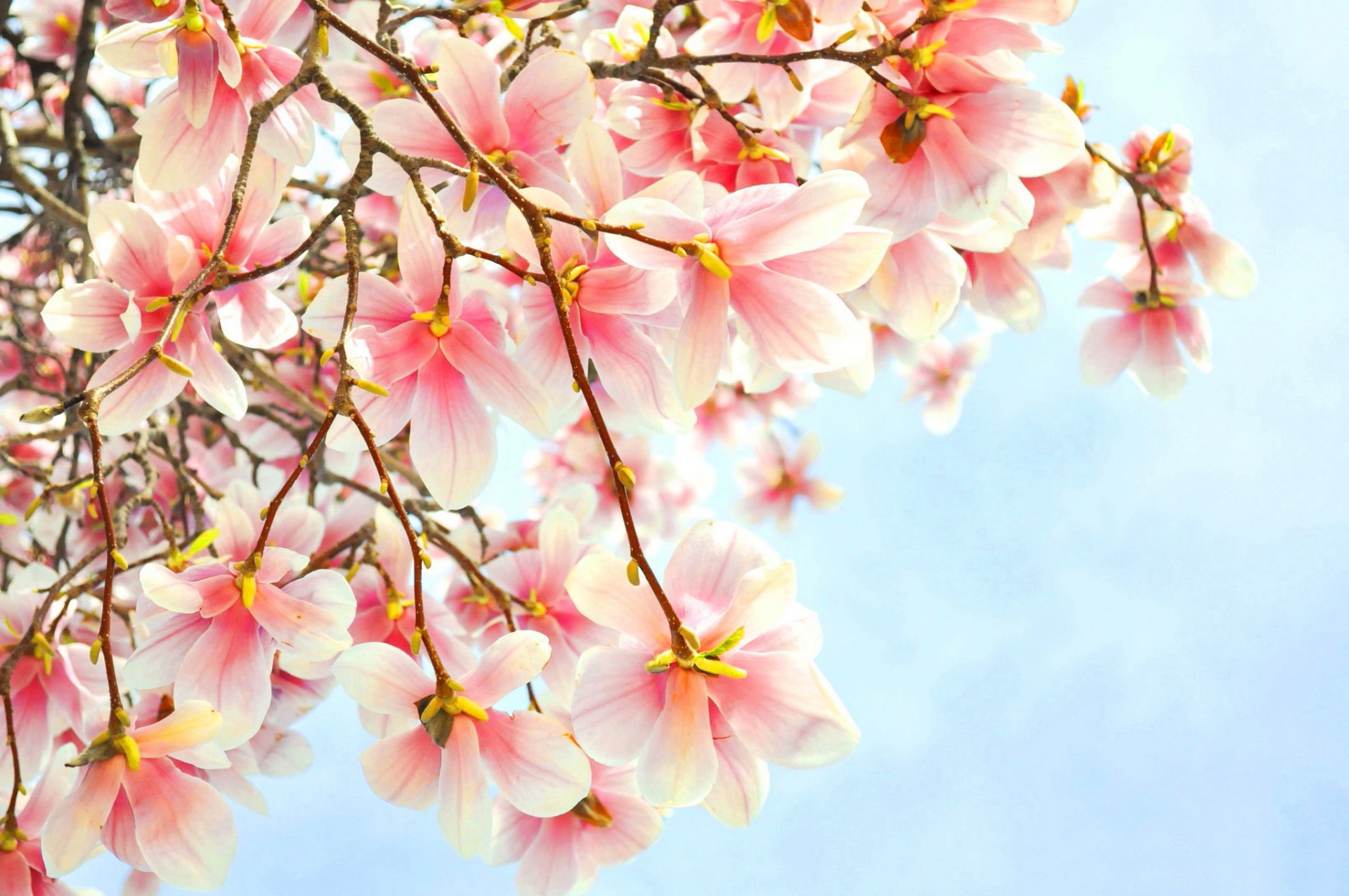 branche fleurs rose magnolia