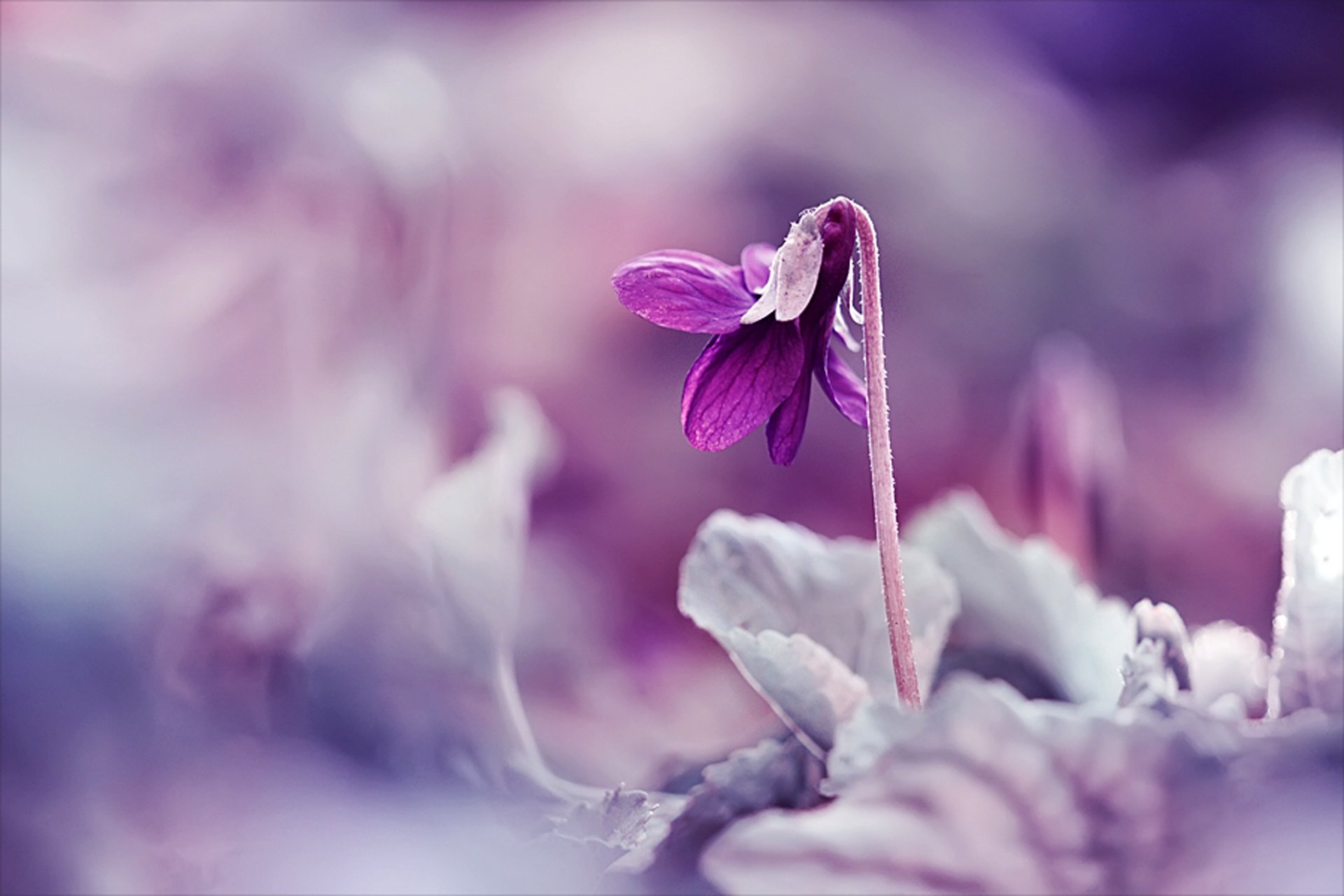 flower purple plant spring blur close up