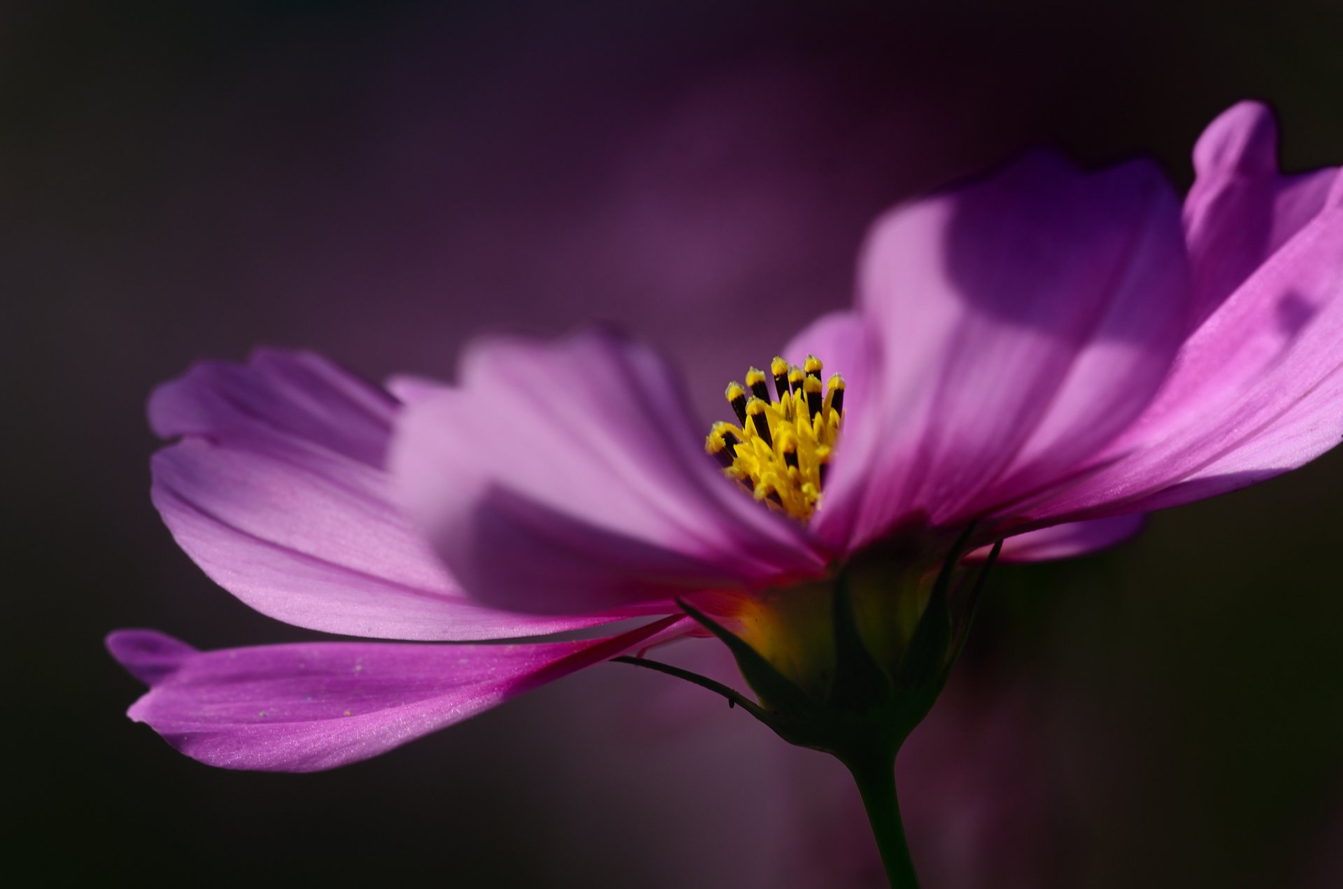 kosmeya magenta flower petals close up focu