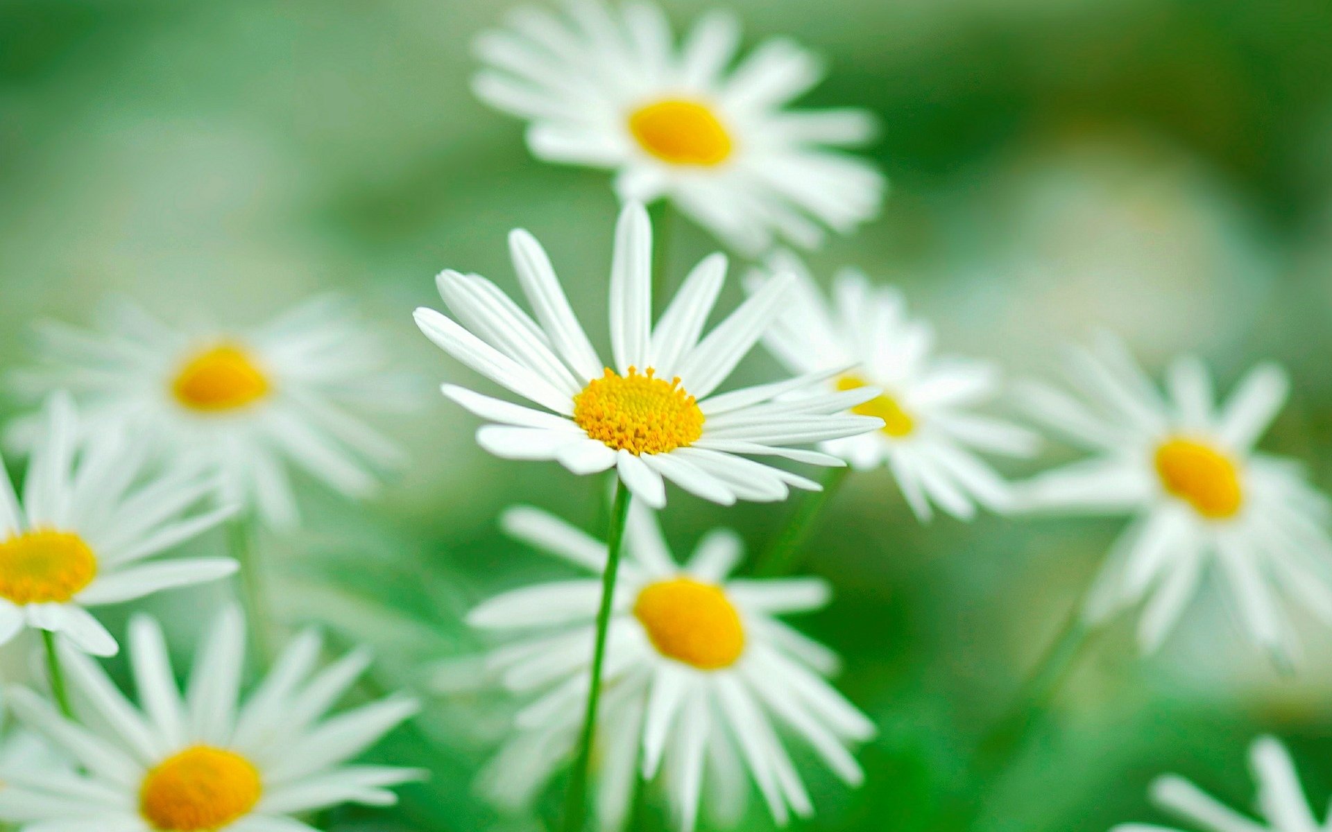 fleurs fleurs fleur marguerite verdure végétation flou macro fond papier peint écran large plein écran écran large écran large