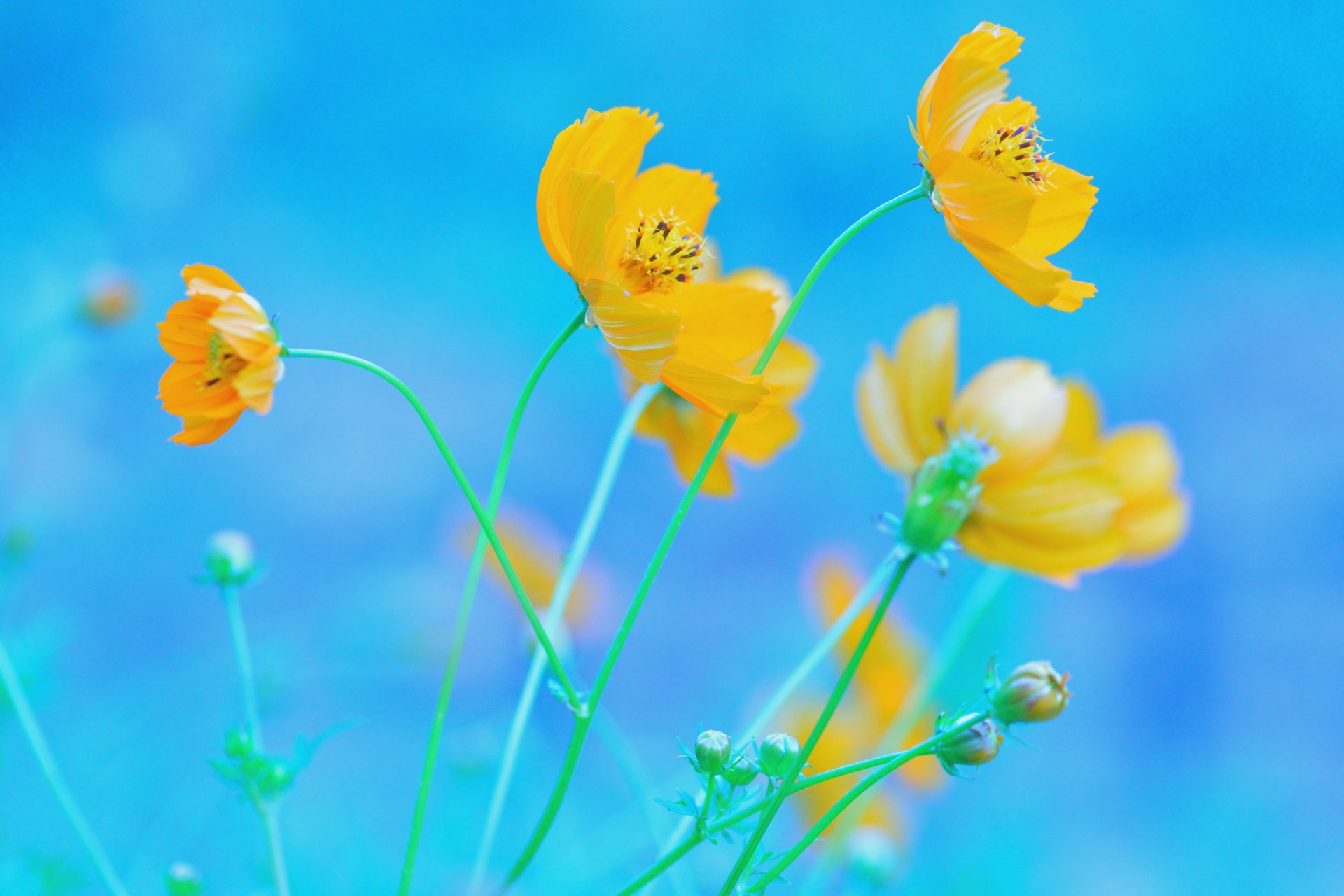 fiori giallo cosmea sfondo blu