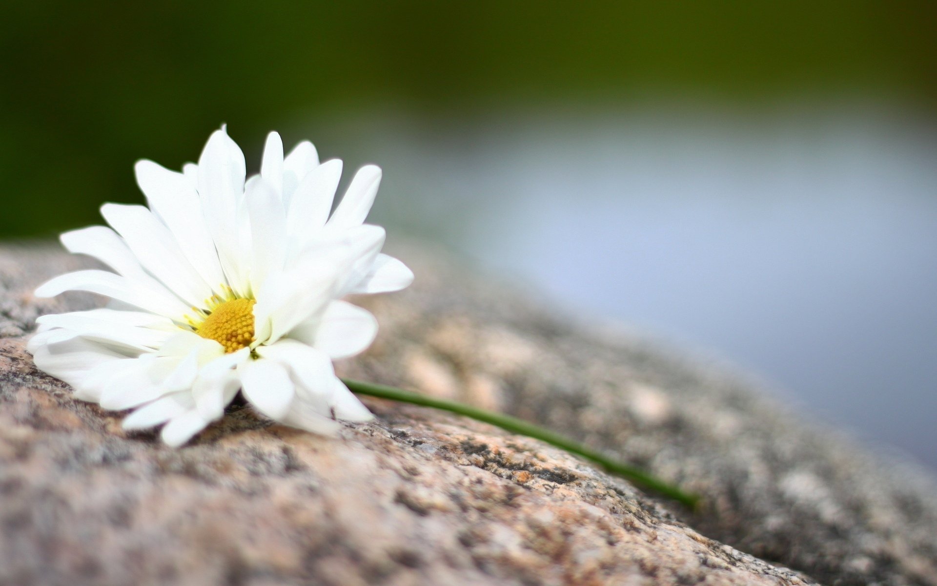 blumen blümchen blümchen blume weiß gelb blütenblätter hintergrund tapete widescreen vollbild widescreen widescreen