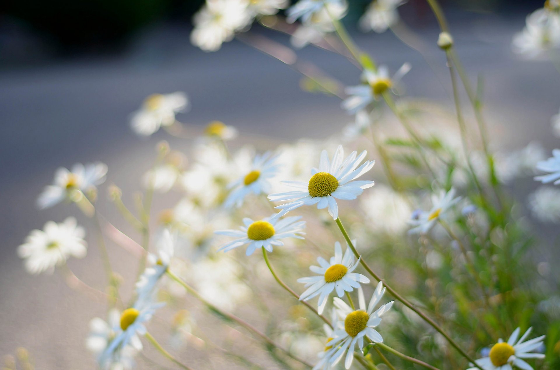 gänseblümchen unschärfe makro