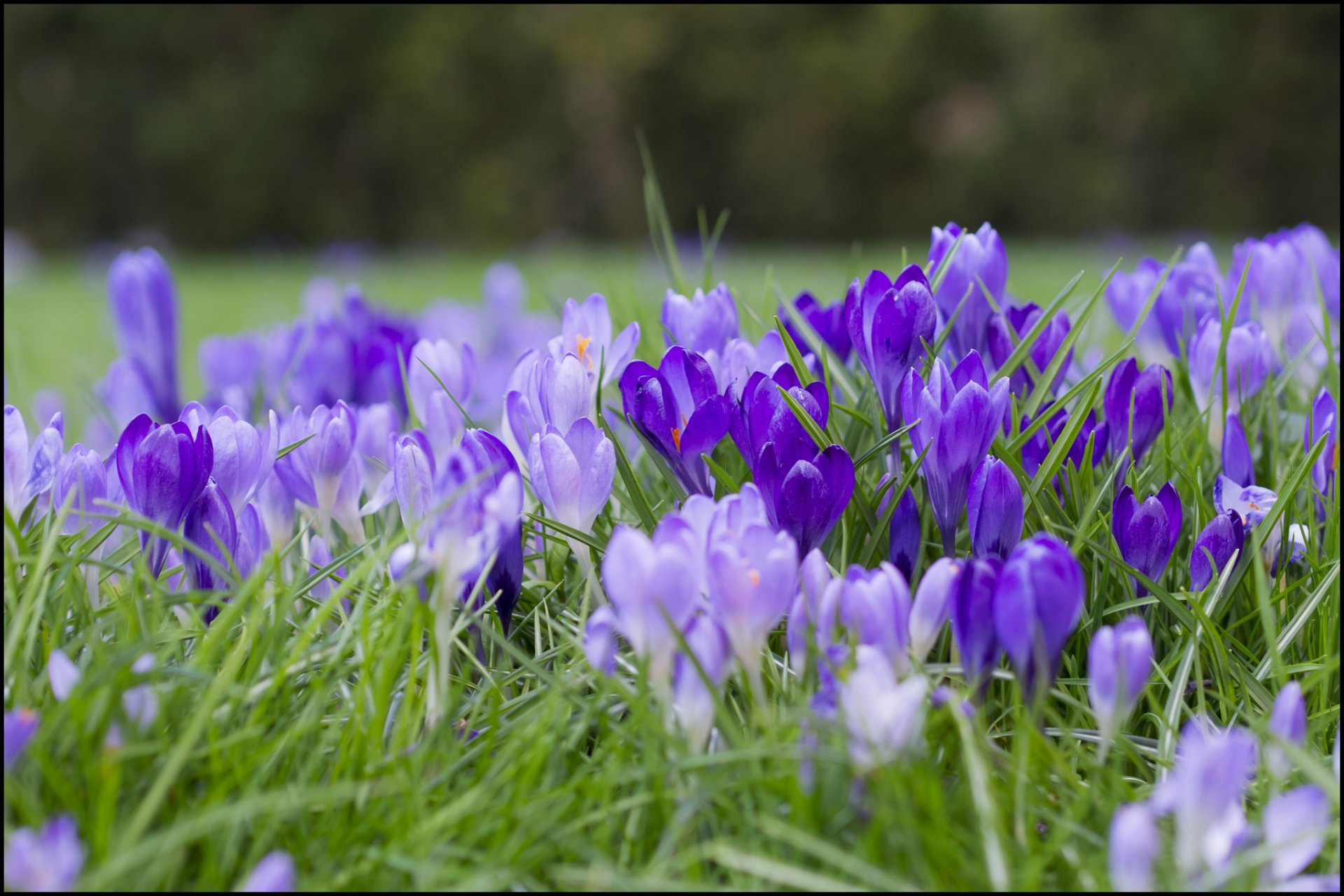 herbe fleurs crocus lilas violet