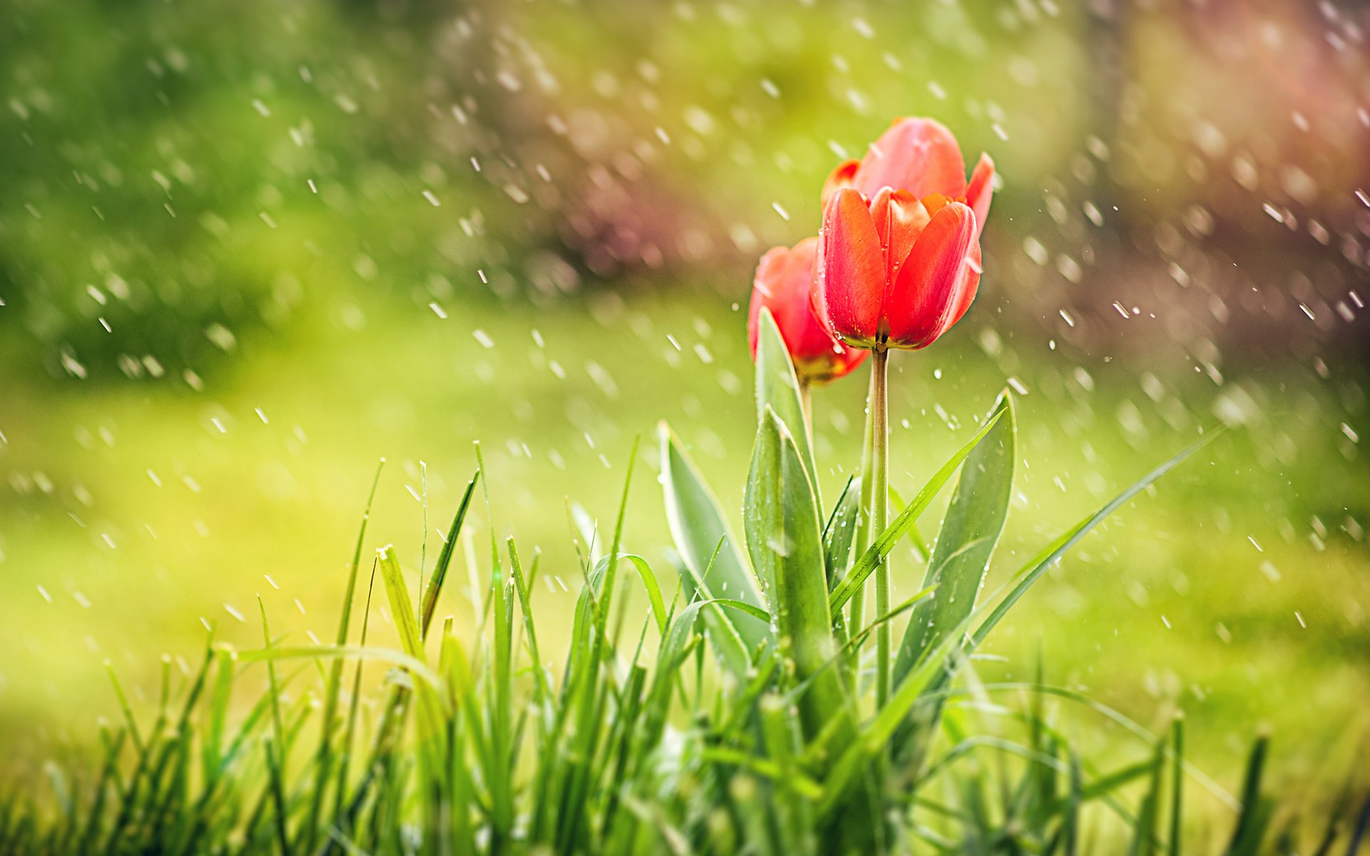 tulips grass red drop