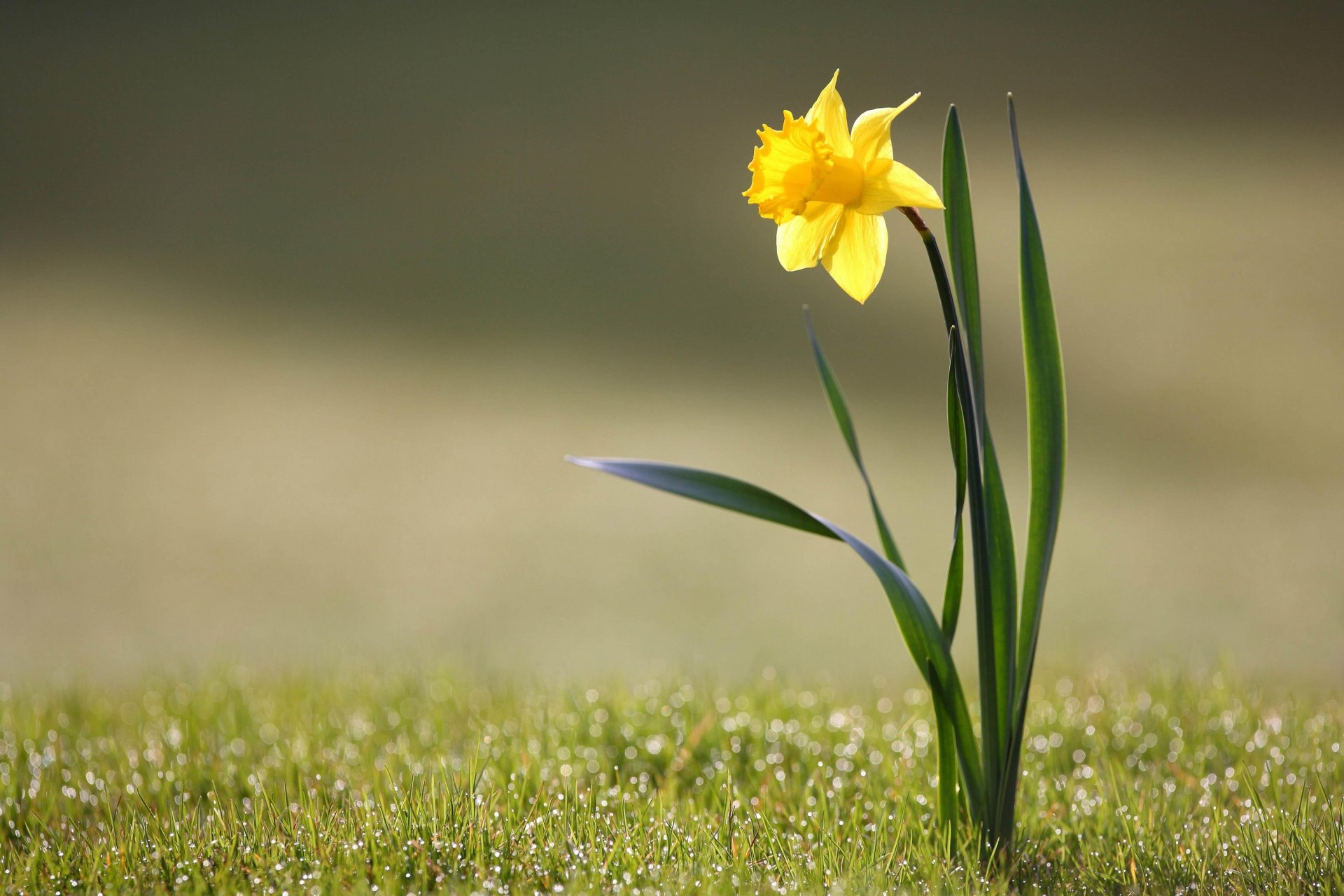 blume gras tau narzisse