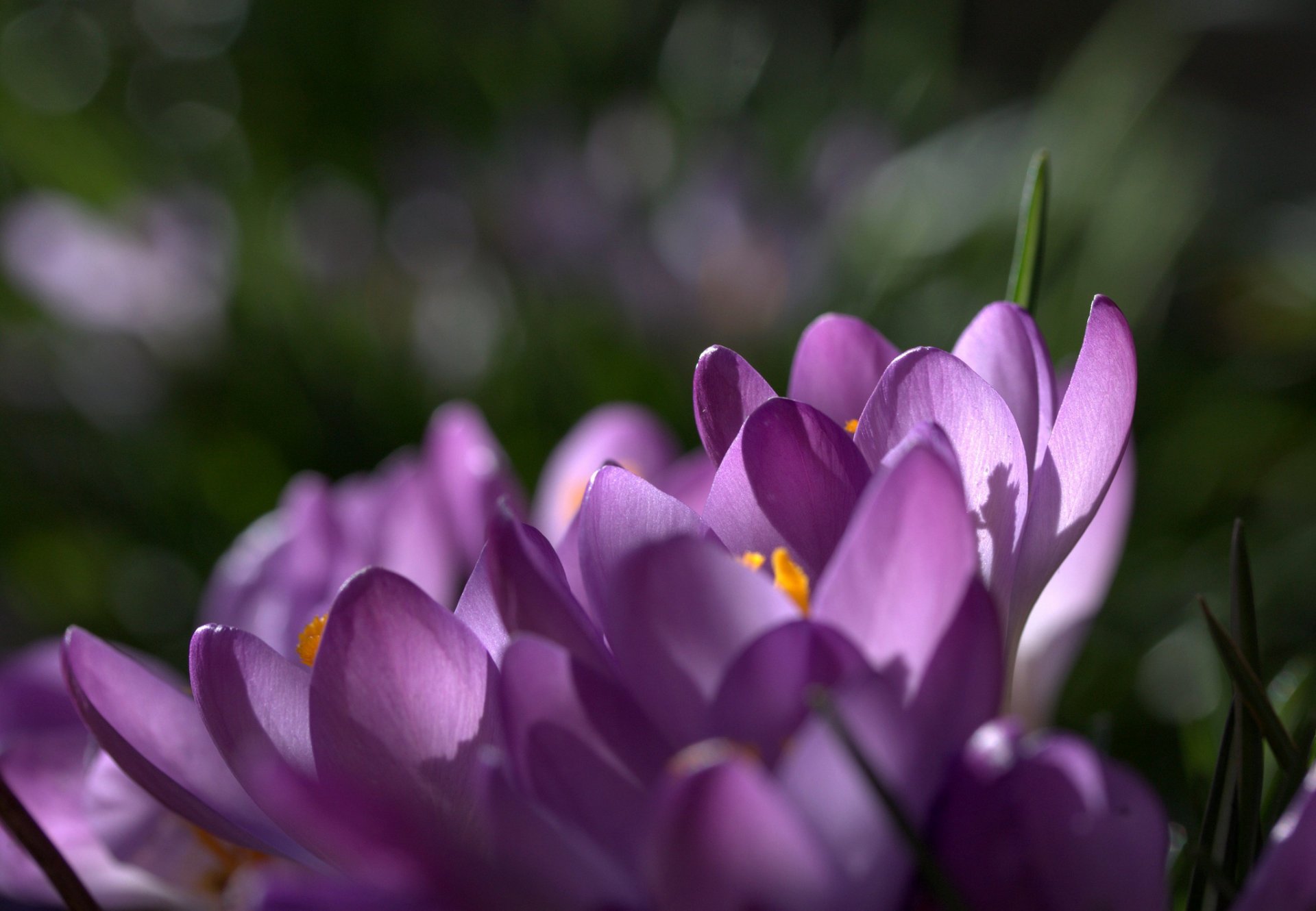 krokusse safran flieder lila blütenblätter blumen frühling makro fokus