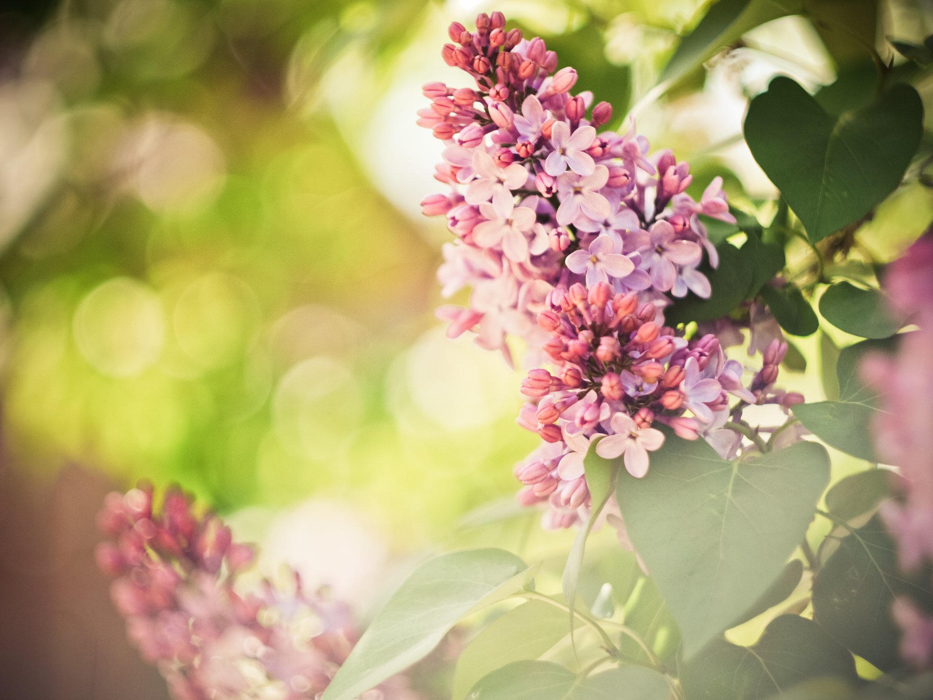 blumen flieder frühling lila tapete widescreen