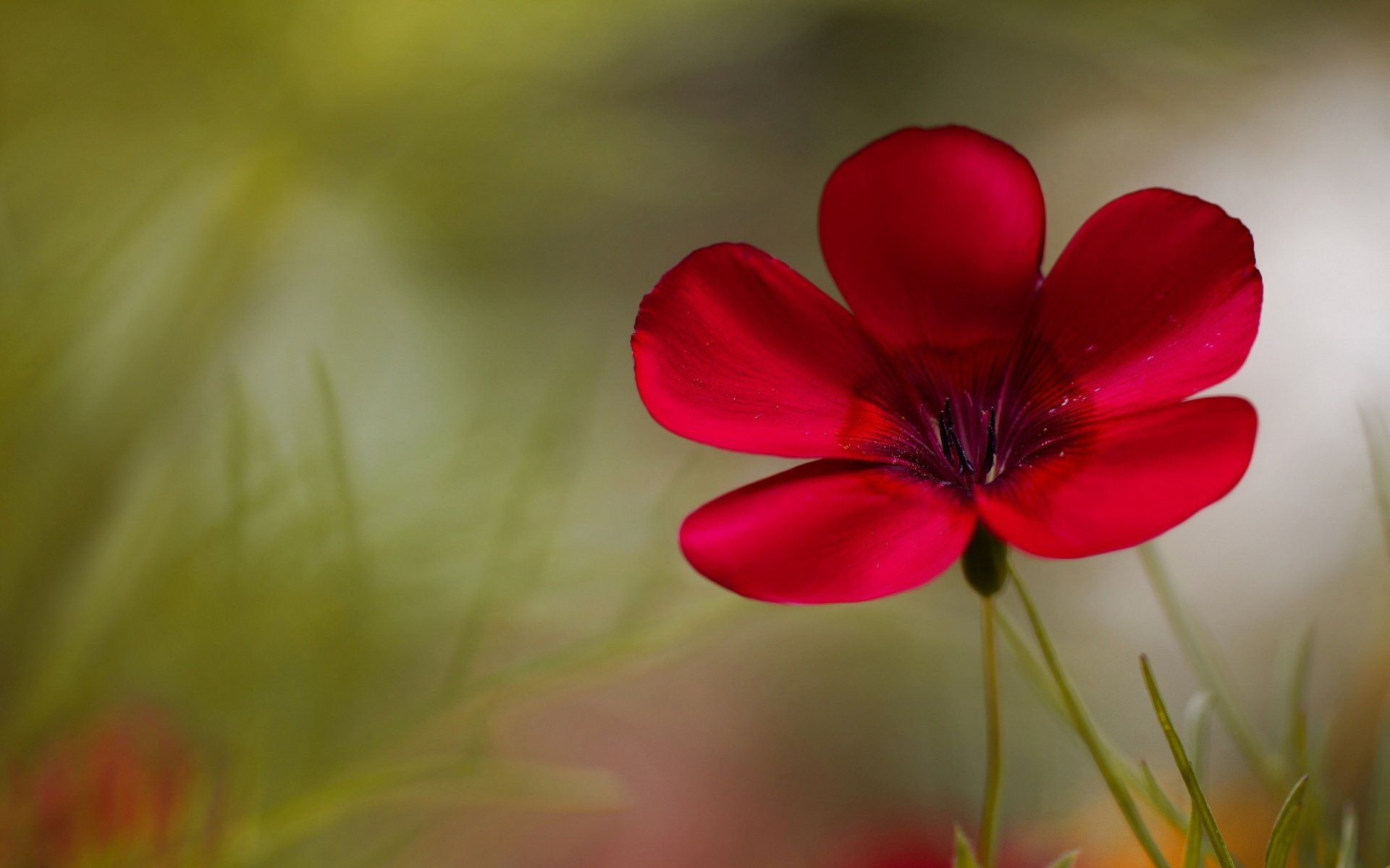 flowers flower flower. pink blur background wallpaper widescreen fullscreen widescreen widescreen