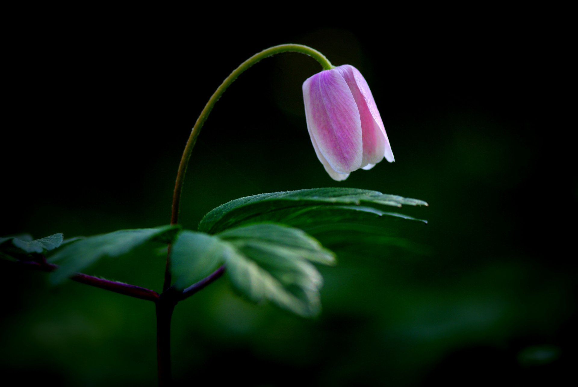 flower pink leaves background