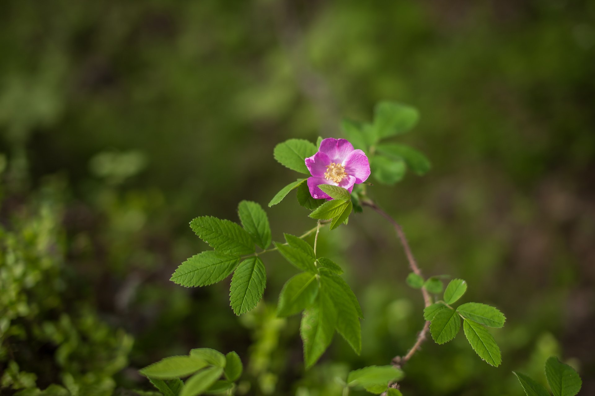 fleur fleur églantier lat rose genre plante famille rose carélie nature flou bokeh ❀