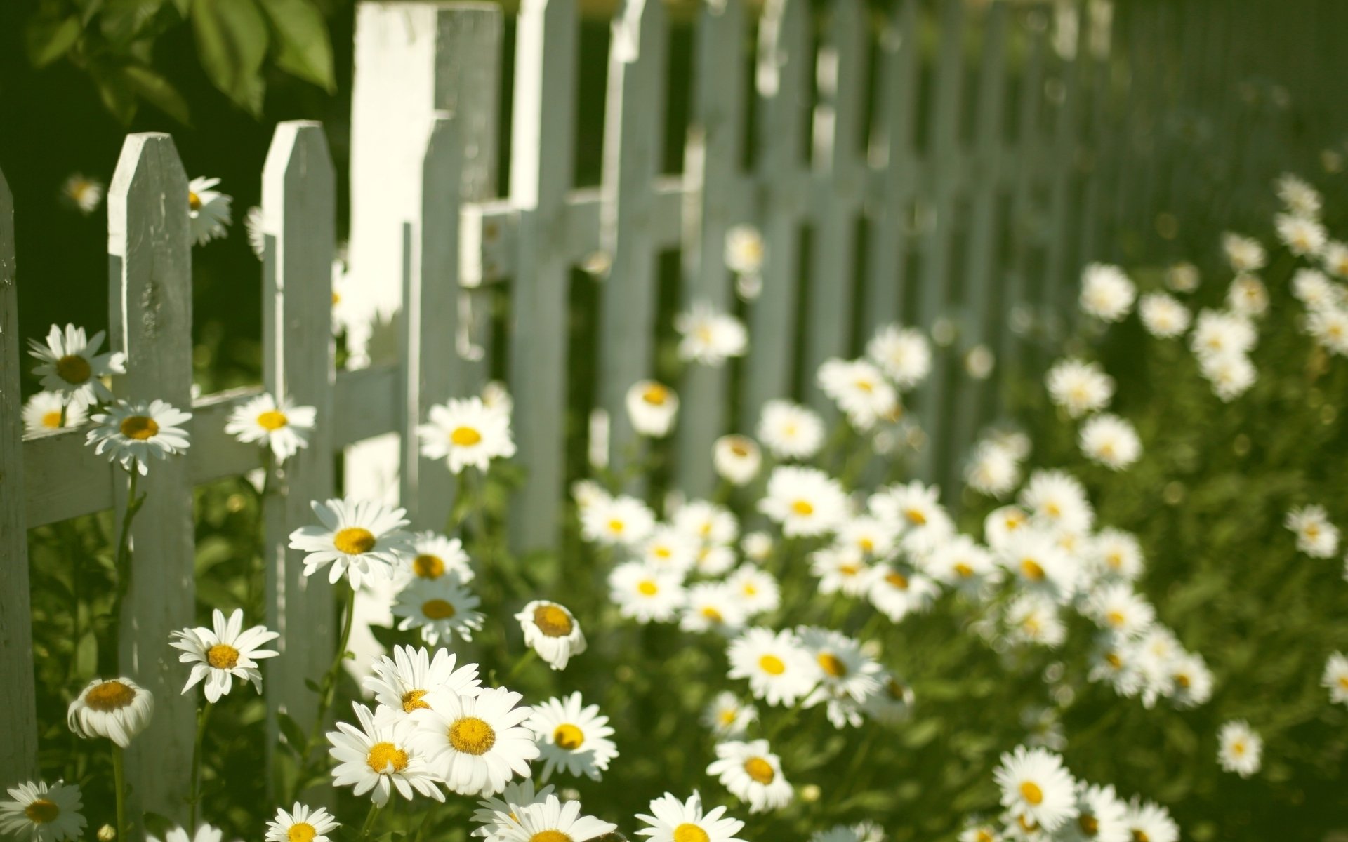 stimmungen blumen blumen blume gänseblümchen kamille zaun zaun hintergrund tapete widescreen vollbild widescreen widescreen