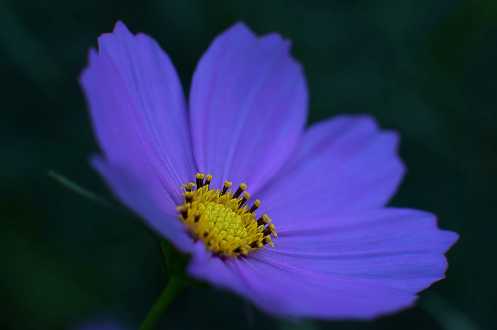 cosmea niebieski kwiat płatki makro ciemne tło