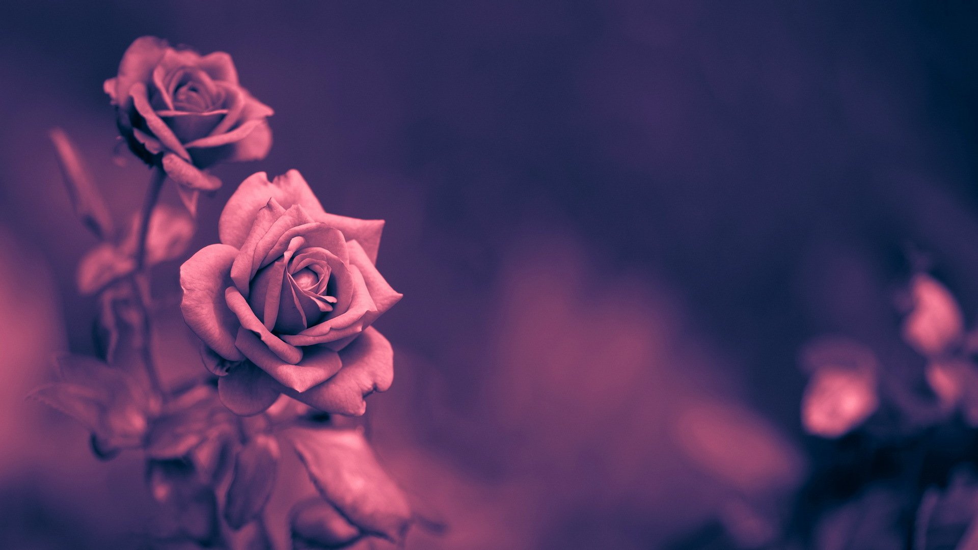 flower roses background